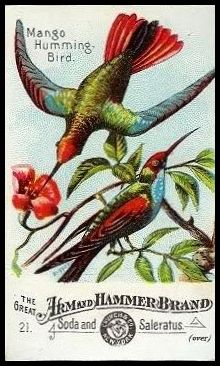 21 Mango Hummingbird